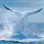 Hermanus Whale Watching 2